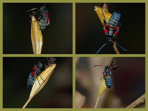 Zygaena trifolii