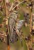 108073 – Photo : Duborget Robin – France (20)
