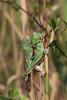 108519 – Photo : Duborget Robin – France (20)