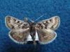 108251 – Photo : Pierre Cabrol – France (09)