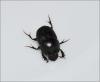 Onthophagus taurus