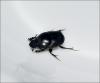 Onthophagus taurus