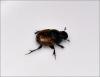 Onthophagus sp.
