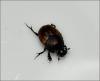 Onthophagus sp.