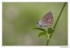 108848 – Photo : Denis Girard – France (74)