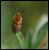 108525 – Photo : Josselyne Bayle – France (33)