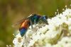 108349 – Photo : Patrick Le Mao – France (35)