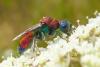 108350 – Photo : Patrick Le Mao – France (35)
