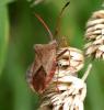 108487 – Photo : Sylvie Berthe – France (28)