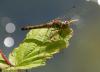 108505 – Photo : Didier Houbrechts – Belgique