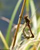 108500 – Photo : Didier Houbrechts – Belgique