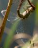 108502 – Photo : Didier Houbrechts – Belgique