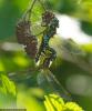 108340 – Photo : Didier Houbrechts – Belgique