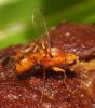 108432 – Photo : Dominique Martiré – Réunion (La)