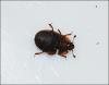 108203 – Photo : Andgelo Mombert – France (25)