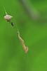 108381 – Photo : D. Martinez – Philippines