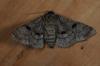 108030 – Photo : Paul Cabrol – France (09)