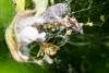 108066 – Photo : Castagnole – France (34)