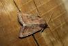 108108 – Photo : alain Roujas – France (31)
