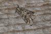 108081 – Photo : Michel Ehrhardt – France (68)