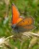 108657 – Photo : Guillaume Chorgnon – France (42)