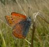 108085 – Photo : Guillaume AUBIN – France (77)