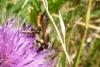 108530 – Photo : Patrick Le Mao – France (35)