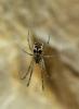 108441 – Photo : Dendroxena – France (73)