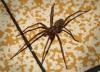 Tegenaria sp.