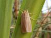 108414 – Photo : Dominique THAUVIN – France (45)