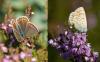 108065 – Photo : Thierry Morel – France (25)