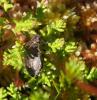 108112 – Photo : typhaeus – France (88)
