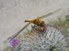 108056 – Photo : Portebled Denise – France (48)