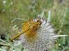 108057 – Photo : Portebled Denise – France (48)