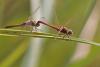 108210 – Photo : Marc Solari – France (68)