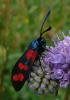 108659 – Photo : Guillaume Chorgnon – France (42)