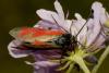 108541 – Photo : f vanhille – France (95)