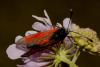 108594 – Photo : f vanhille – France (95)