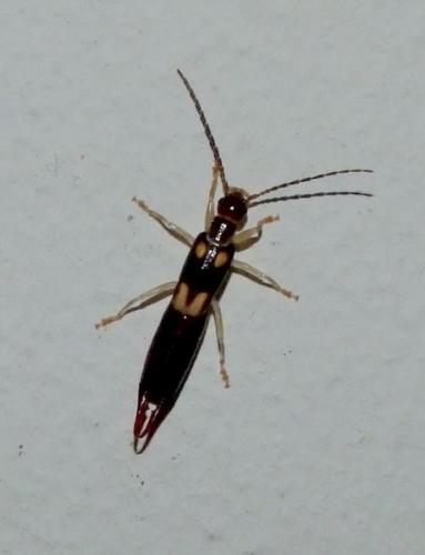 Réf. 109 785 : Doru albipes