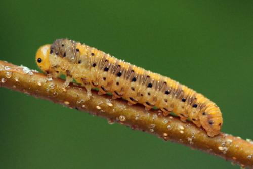Réf. 109 926 : Zonuledo amoena