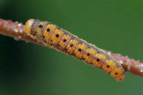 Zonuledo amoena