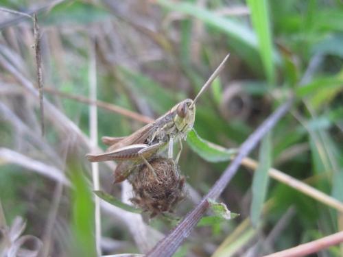 Euchorthippus declivus