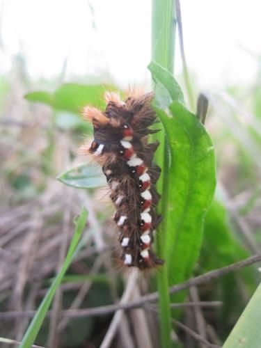 Acronicta rumicis
