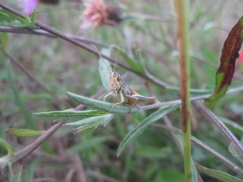 Euchorthippus declivus