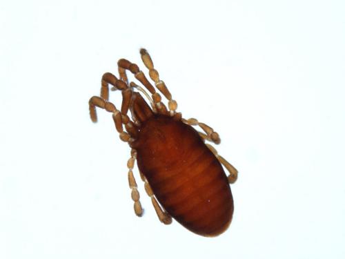 Cyphophthalmus duricorius