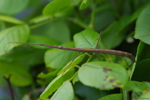 Clonopsis gallica