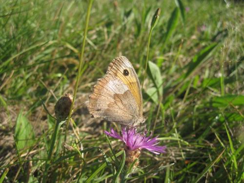 Maniola jurtina