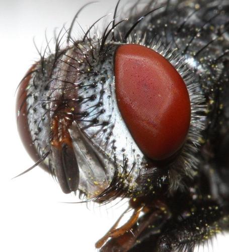 Pseudogonia parisiaca