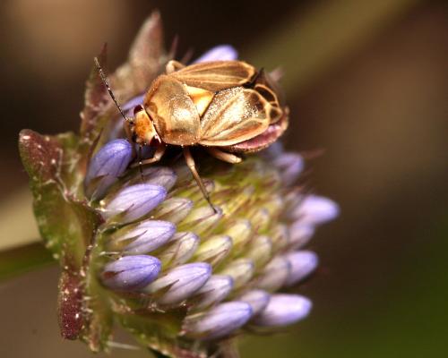 Réf. 109 443 : Strongylocoris obscurus