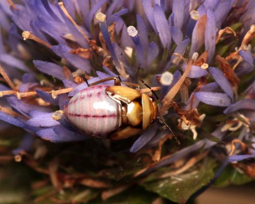 Réf. 109 442 : Strongylocoris obscurus
